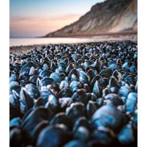 Morning Mussels – Sunrise Alum Bay | Isle of Wight Print